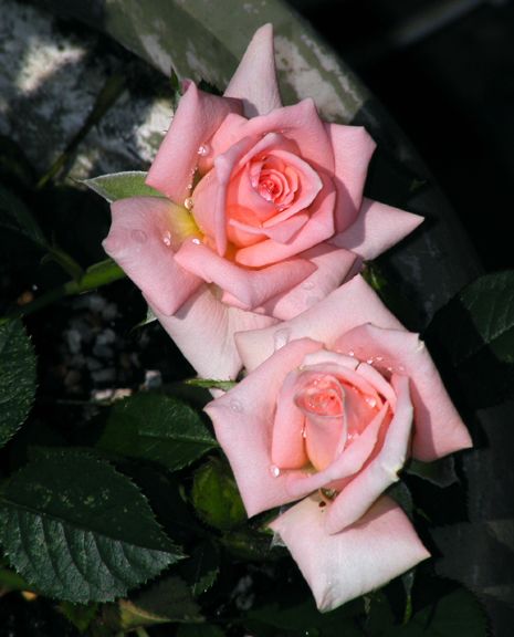 Heather Sproul photo hs2013_06180026_zps903cd861.jpg